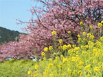 青野川沿いの桜の写真