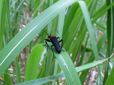 ｱｶﾑﾈﾊﾅｶﾐｷﾘ